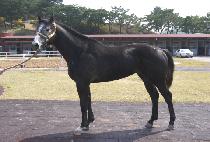 �Ķ�� (PHARAOH) ����