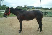 Ĺ��� (CAT WOMAN) ����