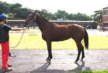 �ö���帲 (FLOWER DREAM) ����