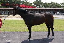 �����Ͼ� (SOUVENIR) ����