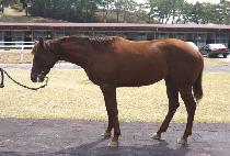 ������ (RAYO COME) ����