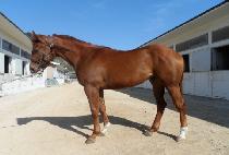 ���Ͼ��� (MACH ALPHA) ����