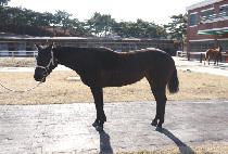 �������� (SSI YU PICO) ����