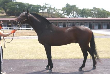 �����屺 ����