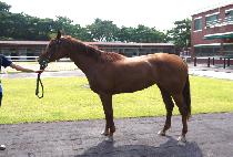 �����̽�Ÿ (M.J. STAR) ����