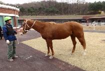 �Ҳ��¾� (BULKKOT TAEYANG) ����