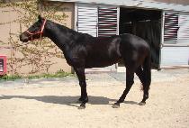 ���̾��ũ (FIRE WALK) ����