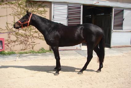 ���̾��ũ ����