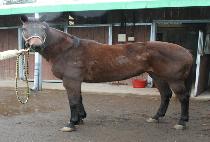 MADEIRA M'DEAR picture