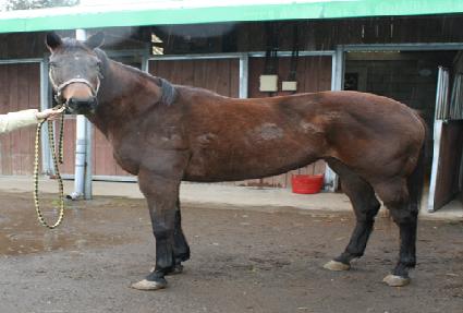 ����������� ����