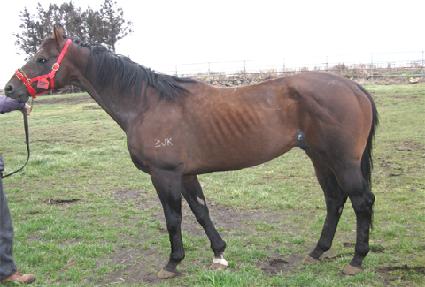 ��Ʈ�ҹ���Į�� ����