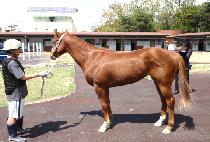 Ĩ�ι��� (CHIP IN BIRDIE) ����