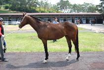 ��ȣ��ǳ (GANGHO POKPUNG) ����