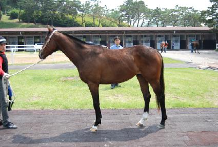 ��ȣ��ǳ ����