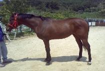 �̶�Ŭŷ (MIRACLE KING) ����