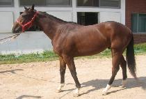 ����¡�÷��� (RISING PLUS) ����