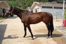 �۷ι����� (GLOBAL JINJU) ����