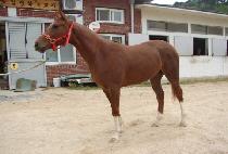 Ʈ���÷� (TRIPLE LUCK) ����