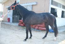 ����ȣ�� (YUSEONG HOPE) ����