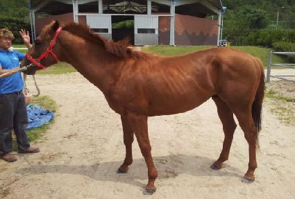 Ǫ����� ����