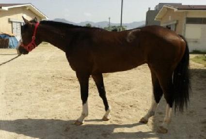 ���������� ����