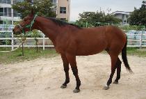 ŷ����ǻó (KING OF FUTURE) ����