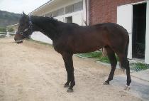 ���Ÿ��� (LUXURY MAN) ����