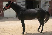 ���̳��ͺ��� (DYNAMIC BOSS) ����