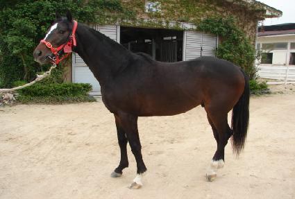 �Ӹ���ī ����