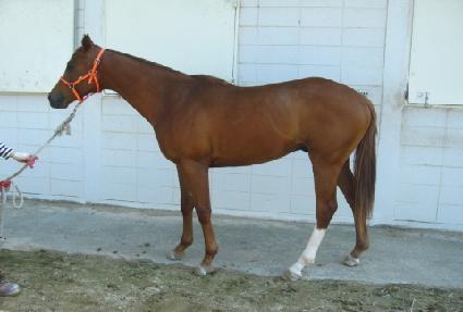 ���뱺�� ����