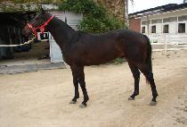 �����ǲ� (BEOLMAUI KKUM) ����