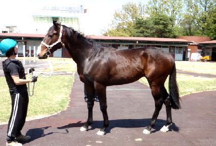 �����ַ�� ����