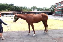 ġ������ĵ (CHIEF RED CAN) ����