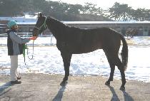 �ְ���� (CHOEGO GIROK) ����