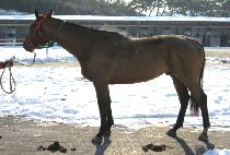 �õ�Ͽ��̽� (SYDNEY ACE) ����