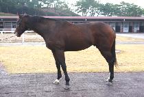 ����� (EOLLUK KO) ����