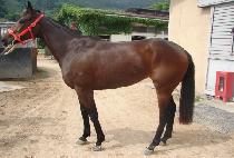 ��ٿ��ڽ�Ÿ (VIVA ENCOSTA) ����