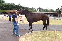 �Ķ����Ǻ� (PARANG JUUIBO) ����