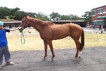 ���Ӻ�� (GASOK BISANG) ����