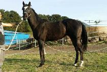 REMEMBER BULPAE picture