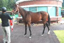 ��������ī (YEOKJEON GUSKA) ����