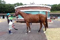 ���̴����̾� (JOEY THE MAYER) ����