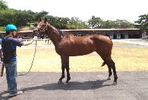 ������������ (SUPREME GALLOPER) ����