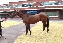 �н����ֹ´ϼ� (PASSTHEAMMUNITION) ����