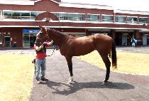 ���������� (VINO SUPREMO) ����