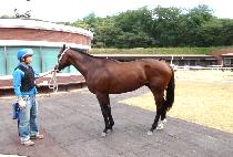 ���������� (WATTS VILLAGE) ����