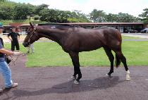 ���׳����� (MAGNA APPEAL) ����