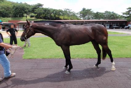 ���׳����� ����