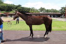 �������� (DEOKJIN POGU) ����