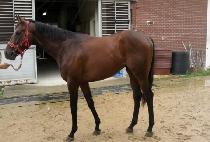 �ǽ�Ÿ (MAN STAR) ����